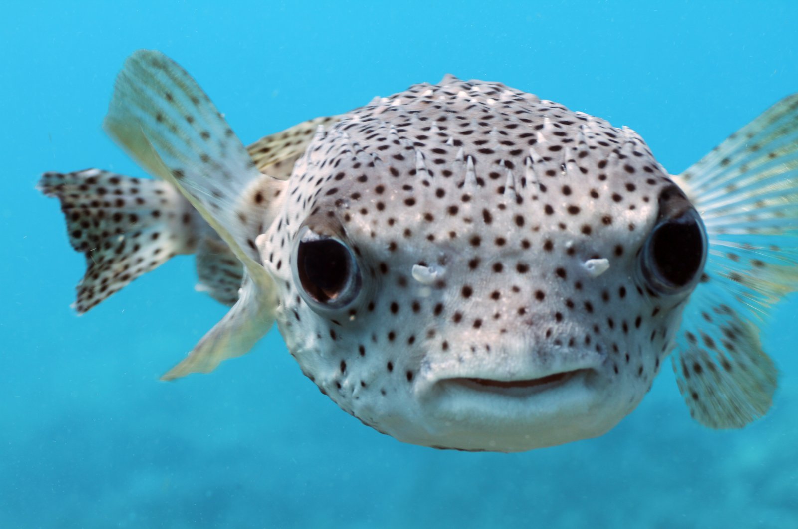 A giant puffer fish. (Shutterstock Photo)
