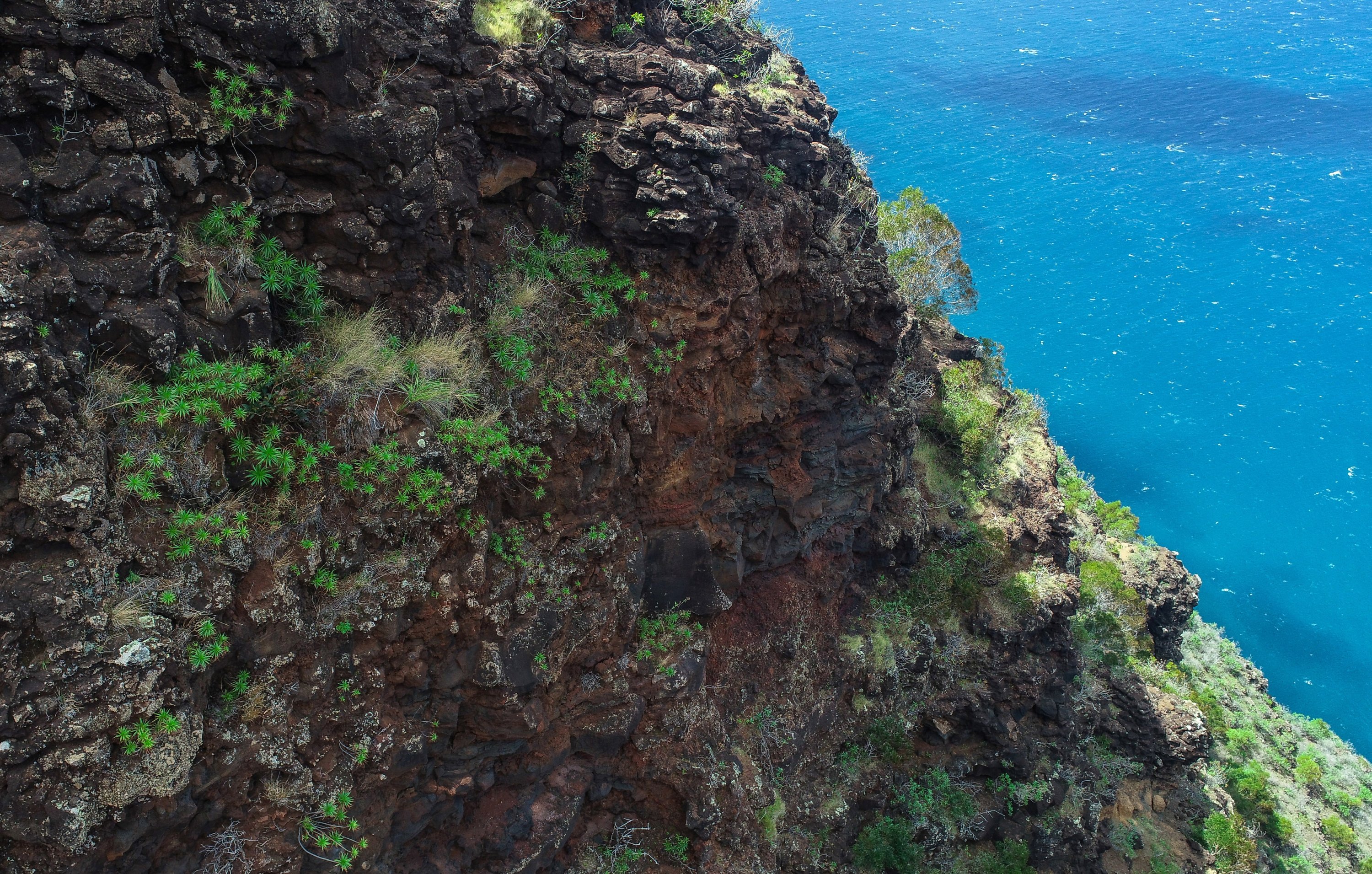 Pemandangan menunjukkan tanaman Wilkesia hobdyi terlihat oleh drone di Kauai, Hawaii, AS (Foto Reuters)