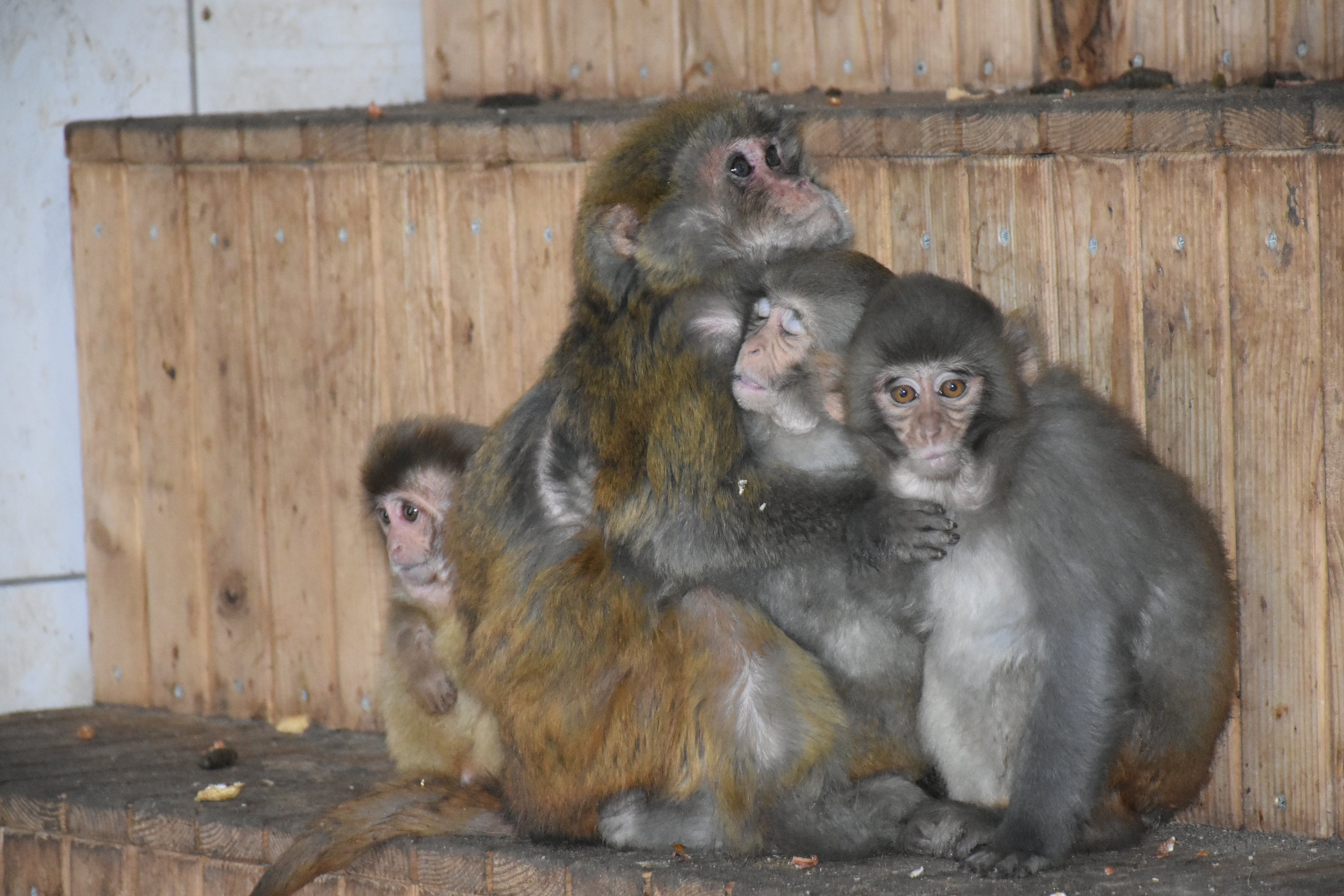 Smuggled macaques find refuge with monkey mom at Turkish zoo