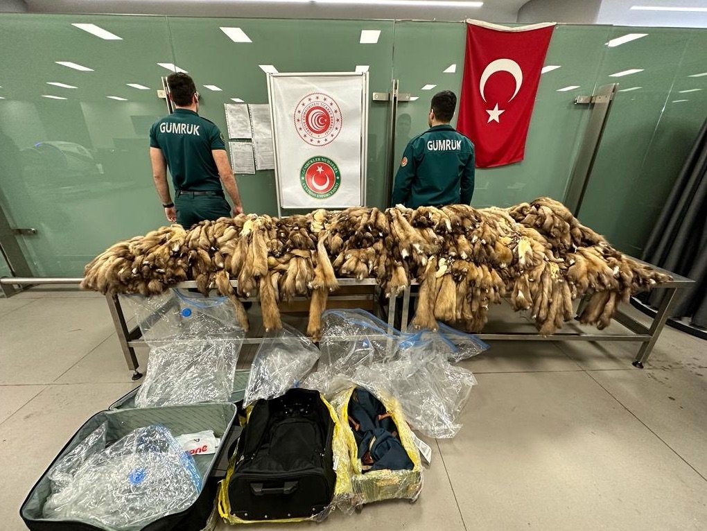 Smuggled sable fur confiscated at Istanbul Airport