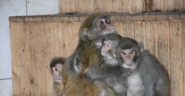 Nene embraces baby macaques at the zoo, in Malatya, eastern Türkiye, Dec. 14, 2022. (AA Photo)