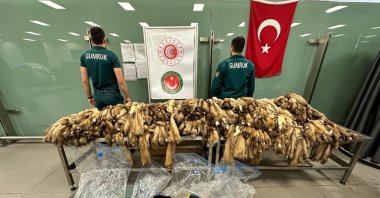 Police display 1,200 pieces of sable fur seized at Istanbul Airport, Istanbul, Türkiye, Dec. 14, 2022. (AA Photo)
