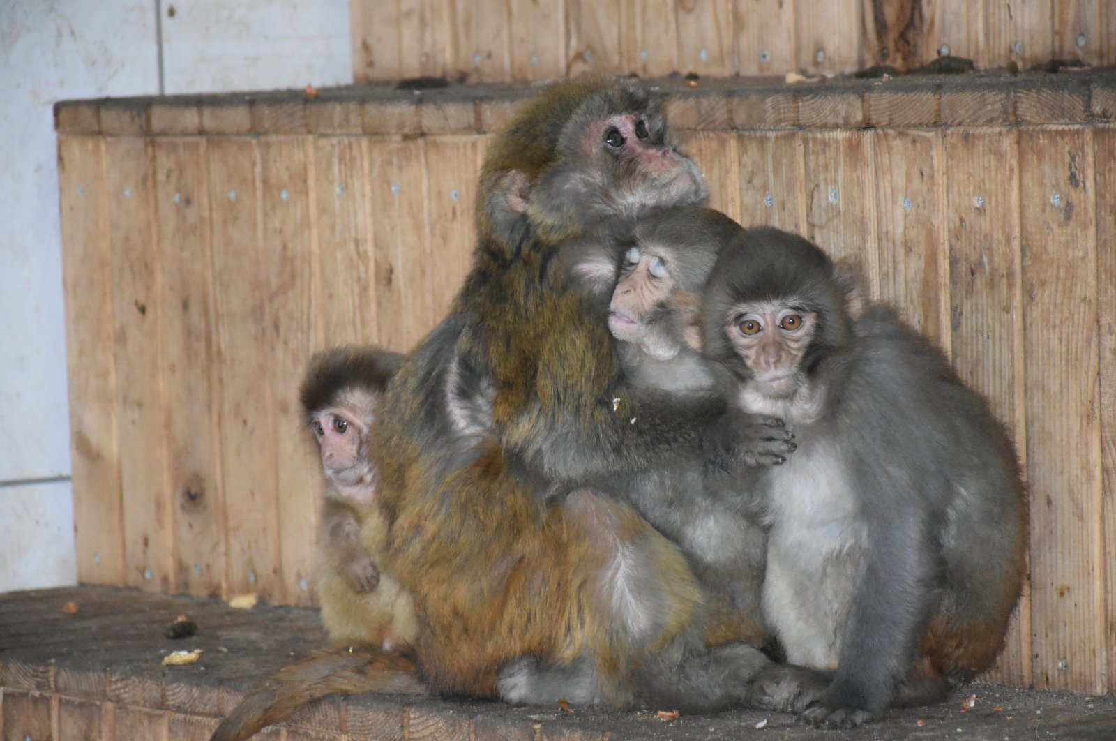 Nene embraces baby macaques at the zoo, in Malatya, eastern Türkiye, Dec. 14, 2022. (AA Photo)