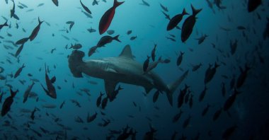 A hammerhead shark swims close to Wolf Island at Galapagos Marine Reserve, Aug. 19, 2013. (Reuters Photo)