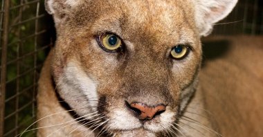 Los Angeles mountain lion P-22 when he was captured in 2019. (AFP Photo)
