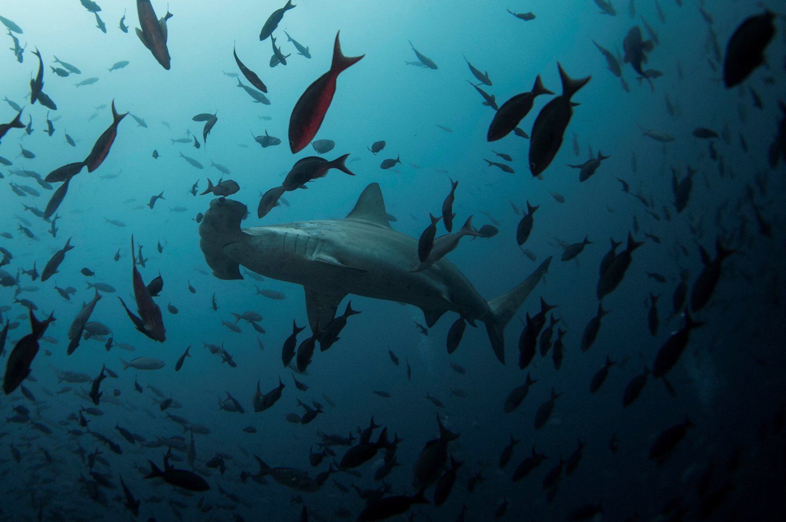 Para peneliti menemukan pembibitan hiu martil baru di Galapagos