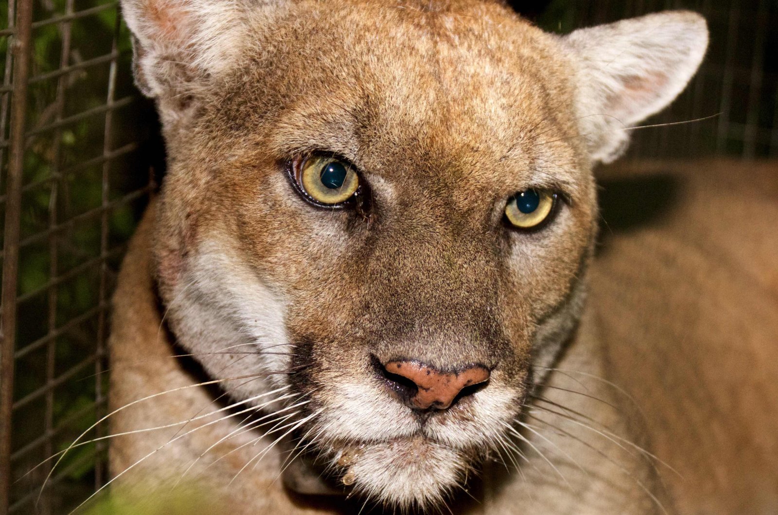 Kucing kesayangan Los Angeles, singa gunung ‘Kucing Hollywood’ mati