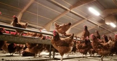 Free range hens under cover at Frank Thompstone&#039;s Anslow Eggs farm, in Burton-on-Trent, central England, Nov. 22, 2022. (Reuters Photo)