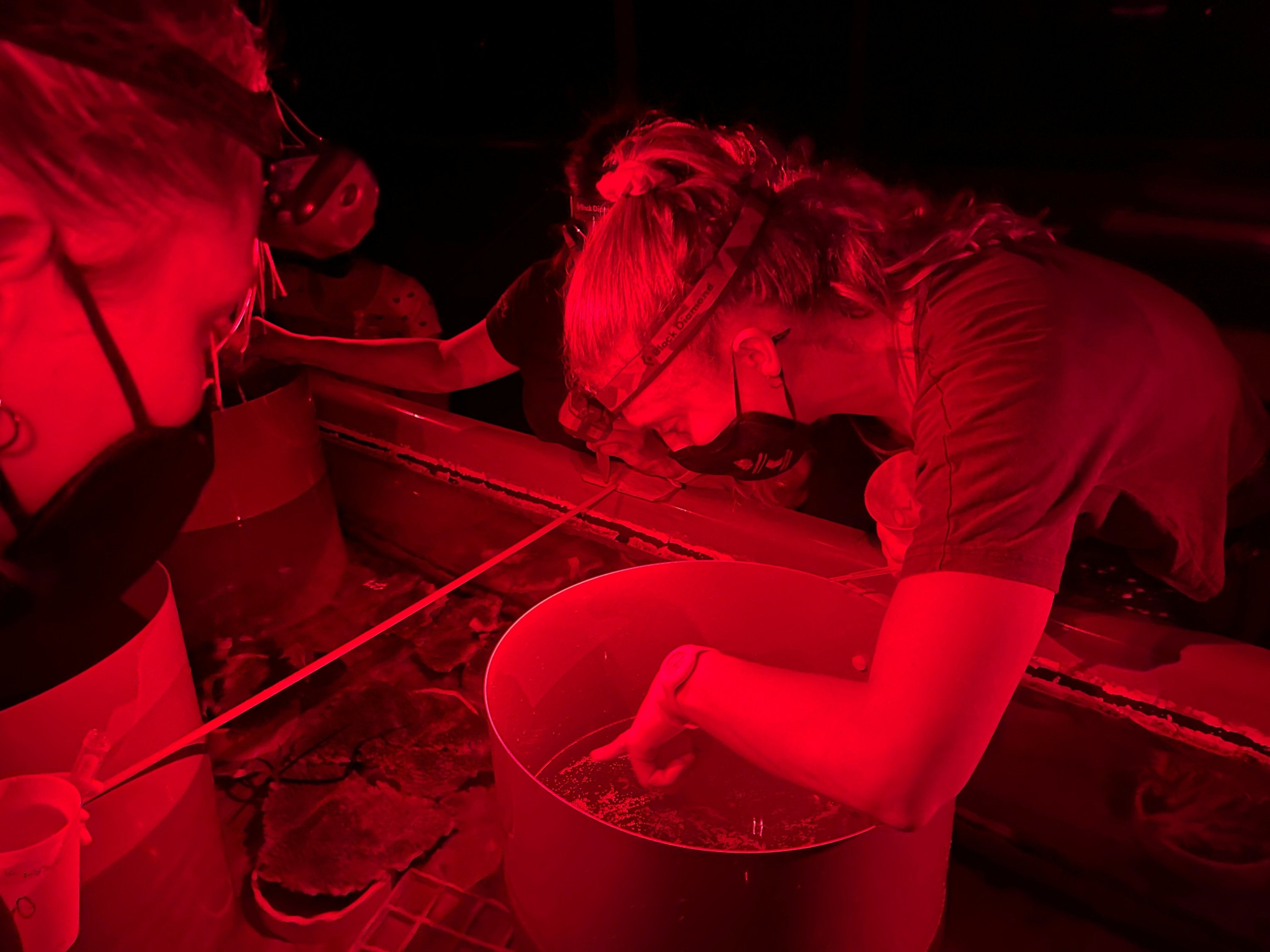 Research volunteers collect coral spawn from the Great Barrier Reef at the Australian Institute Of Marine Science, Sea Simulator in Townsville, Australia, Dec. 12, 2022. (Reuters Photo)