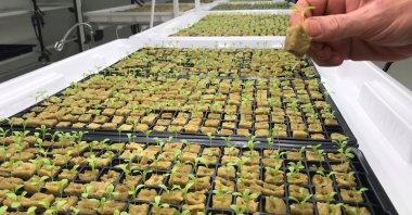The indoor vertical agriculture center saves 95% of the water used to grow produce, without the need for soil or the sun, Istanbul, Türkiye, Dec. 19, 2022. (AA Photo)
