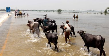 People with their cattle cross a flooded highway in Dadu district, Sindh province, Pakistan, Aug. 30, 2022. (EPA Photo)