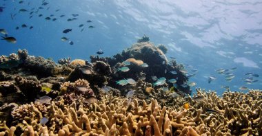 Assorted reef fish swim above a staghorn coral colony as it grows on the Great Barrier Reef off the coast of Cairns, Australia, Oct. 25, 2019. (Reuters Photo)