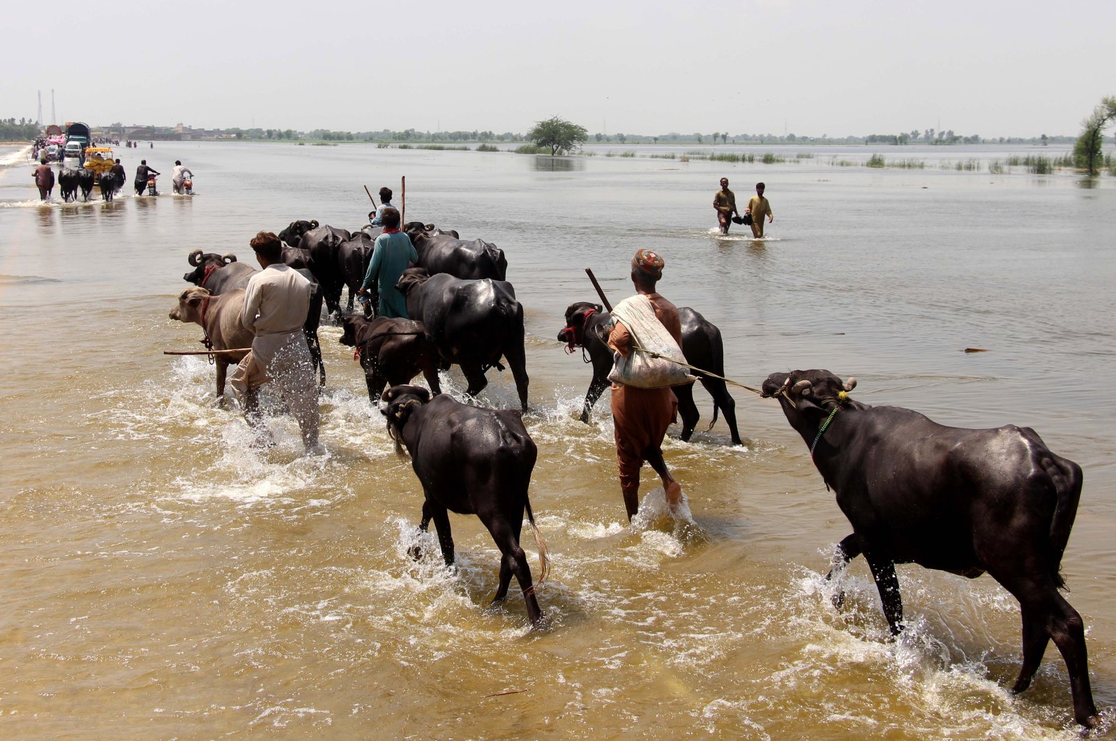 People with their cattle cross a flooded highway in Dadu district, Sindh province, Pakistan, Aug. 30, 2022. (EPA Photo)