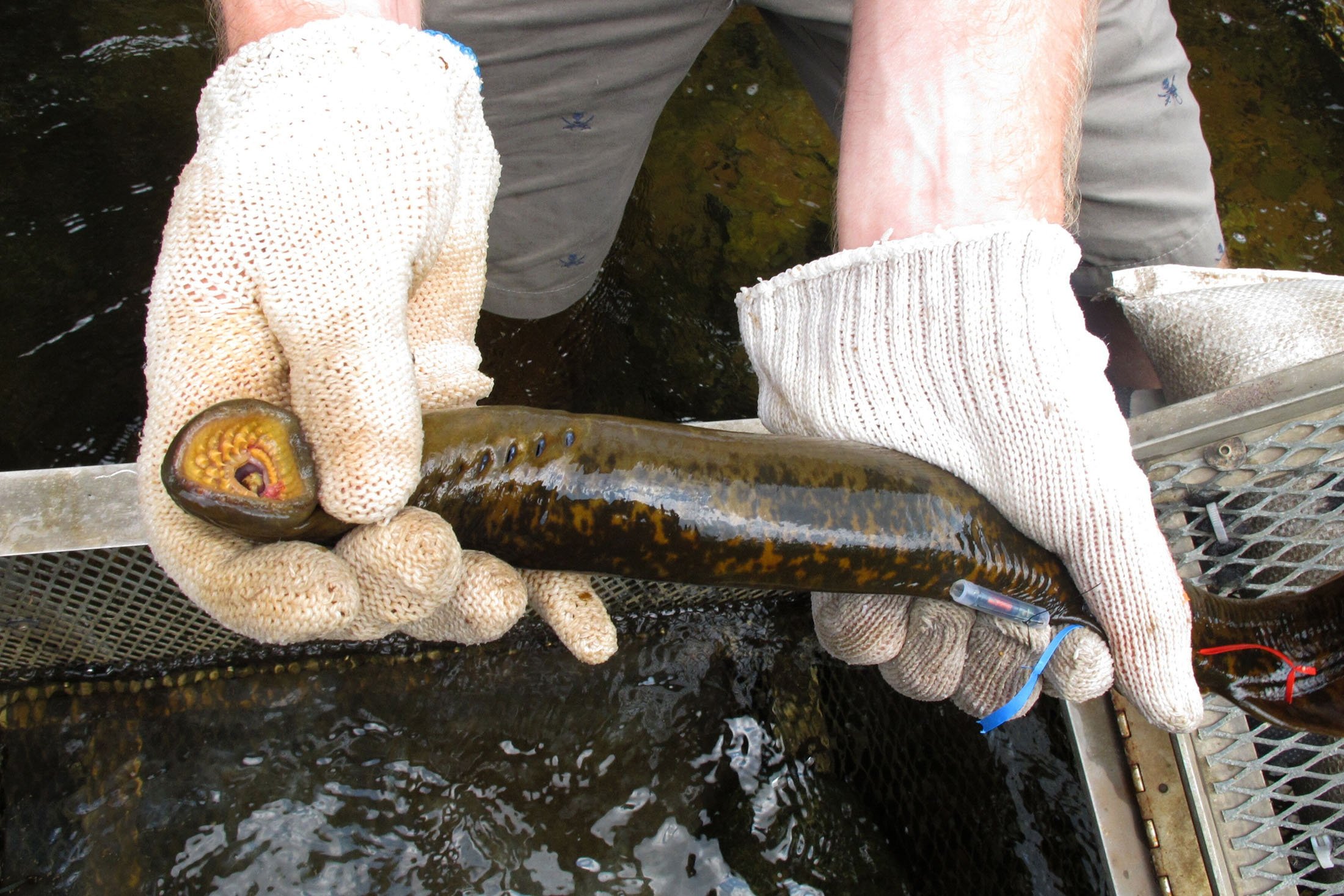 Seorang ilmuwan dari Hammond Bay Biological Station memegang lamprey laut betina, dekat Pantai Huron, Michigan, AS, 16 Juli 2010. (Foto AP)