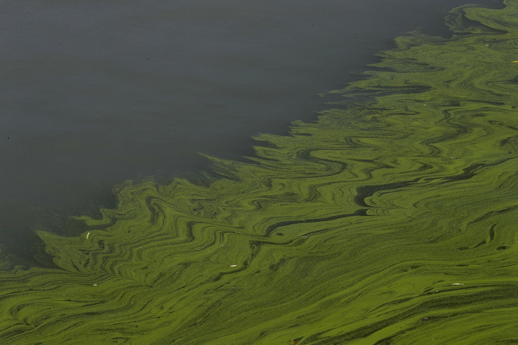 Algae floats on the surface of Lake Erie's Maumee Bay in Oregon, Ohio, U.S., Sept. 15, 2017. (AP Photo)