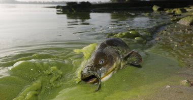 A catfish is visible on the shoreline in the algae-filled waters off North Toledo, Ohio, U.S., Sept. 20, 2017. (AP Photo)