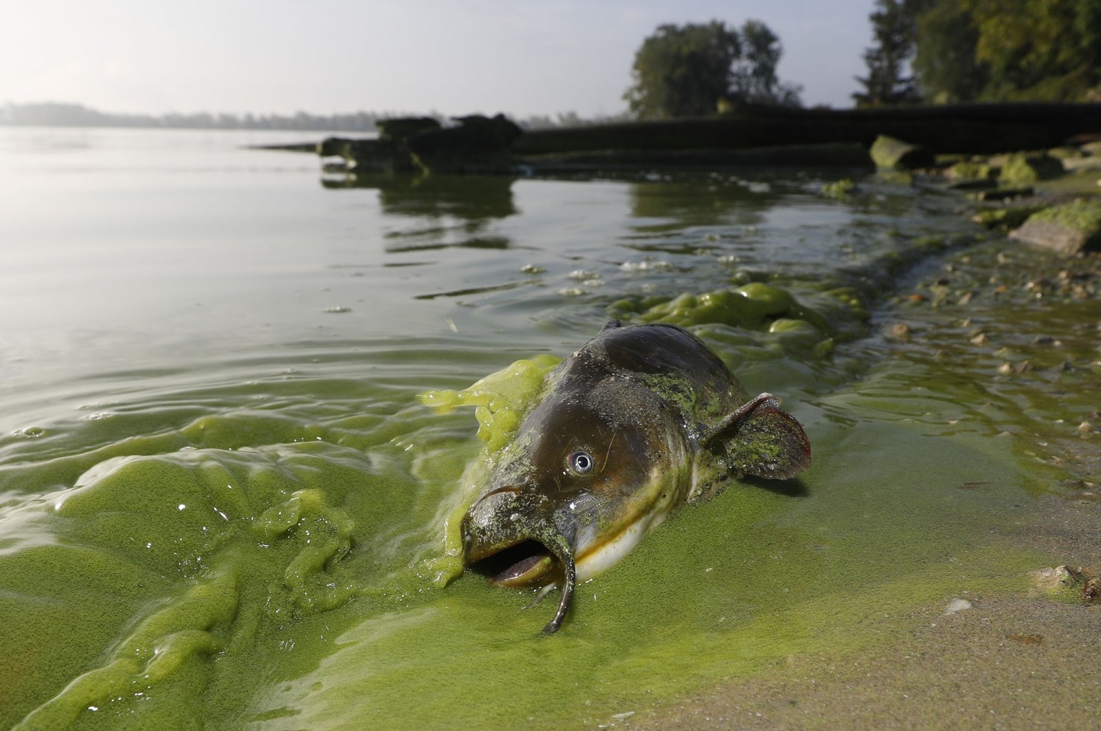 Danau menjadi lebih asam dengan karbon atmosfer, membahayakan ikan