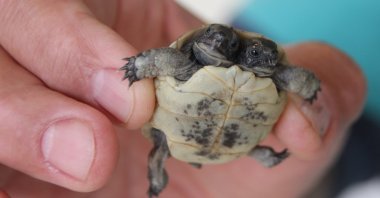 The two-headed turtle is cared for in a veterinary clinic in Antalya, southern Türkiye, Dec. 16, 2022. (AA Photo)
