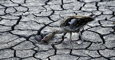 A goose looks for water in the dried bed of Lake Velence in Velence, Hungary, Aug. 11, 2022. (AP Photo)