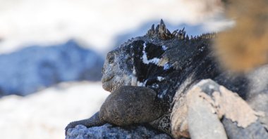Endangered pink land iguanas are seldom seen in their native habitat on an island in Ecuador. (Shutterstock Photo)