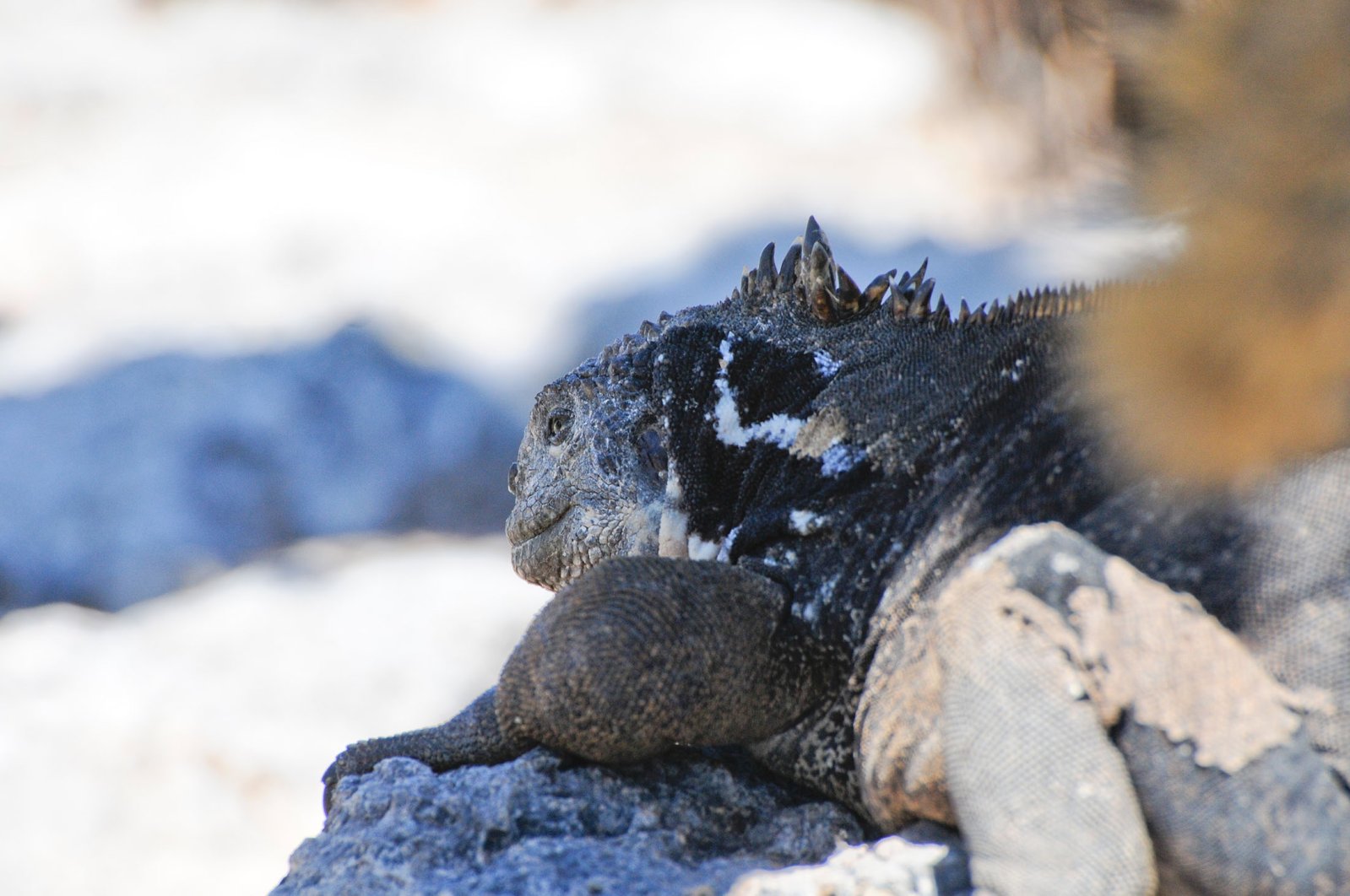 Penetasan iguana merah muda yang terancam punah terlihat untuk pertama kalinya di Galapagos