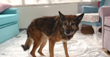 "Zeynep," a 23-year-old German shepherd in Ankara, aims to win the title of oldest dog alive, Türkiye, Dec. 26, 2022. (AA Photo)