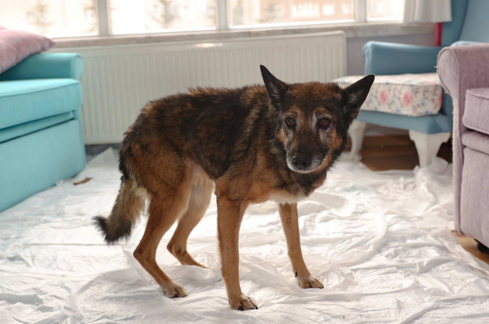 "Zeynep," a 23-year-old German shepherd in Ankara, aims to win the title of oldest dog alive, Türkiye, Dec. 26, 2022. (AA Photo)