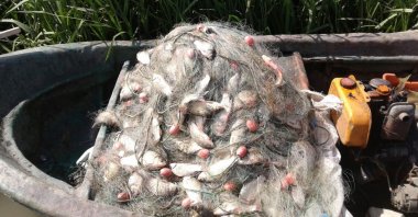 The &quot;Israeli&quot; carp caught in the nets of a fisherman, in Samsun, northern Türkiye, Dec. 27, 2022. (DHA Photo)