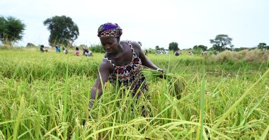 Women rice producer harvest in the community rice fields in Ndofane, Senegal, Nov. 8, 2022. (AFP Photo)