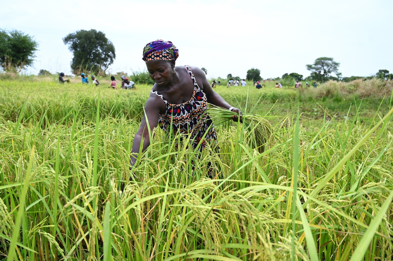 Women rice producer harvest in the community rice fields in Ndofane, Senegal, Nov. 8, 2022. (AFP Photo)