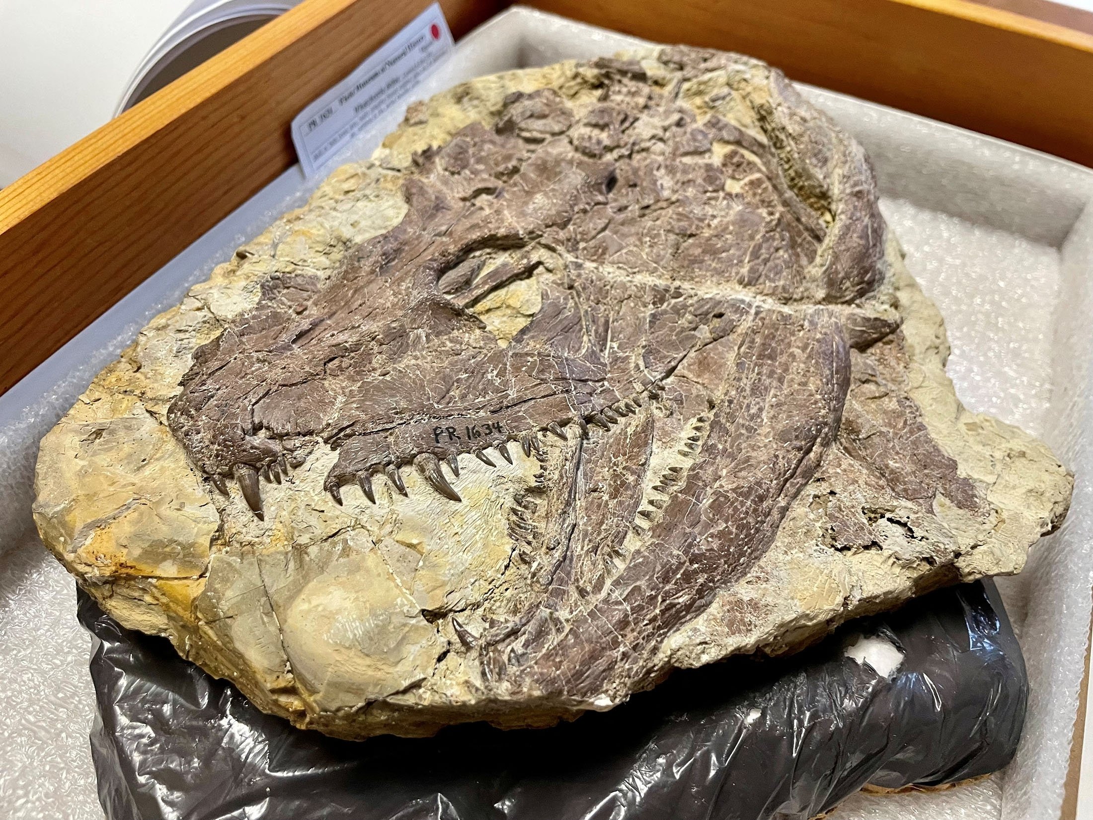 A skull of the large early tetrapod and apex predator Whatcheeria, which lived an amphibious lifestyle around 330 million years ago, is seen in the collections of the Field Museum, in Chicago, Illinois, U.S. (Reuters Photo)