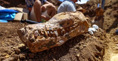 A 100-million-year-old long-necked marine reptile fossil, in Mckinlay, Queensland, Australia, Oct. 2, 2022. (Reuters Photo)