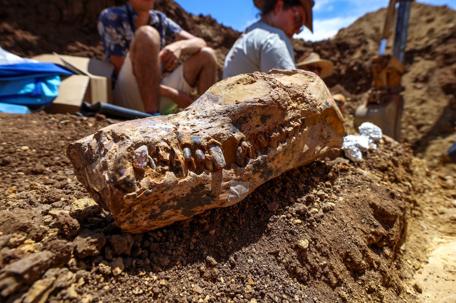A 100-million-year-old long-necked marine reptile fossil, in Mckinlay, Queensland, Australia, Oct. 2, 2022. (Reuters Photo)