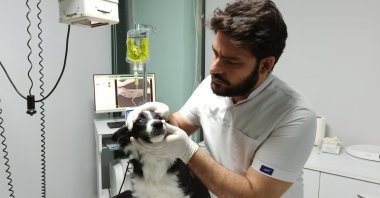 A veterinarian treats a dog in the western province of Düzce, Türkiye, Dec. 15, 2022. (IHA Photo)