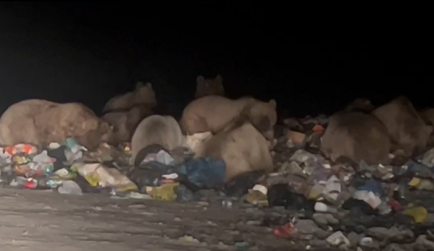 A sloth of brown bears is seen in the dump searching for food in Sarıkamış district of Kars, Türkiye, Jan. 3, 2023. (IHA Photo)