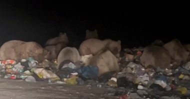 A sloth of brown bears is seen in the dump searching for food in Sarıkamış district of Kars, Türkiye, Jan. 3, 2023. (IHA Photo)