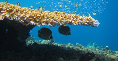 A butterflyfish fish swimming on a reef, off the coast of Christmas Island, Australia, Jan. 2, 2023. (AFP Photo)
