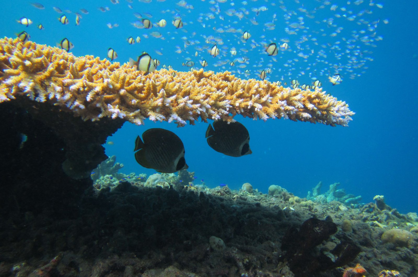 Pemutihan karang, hilangnya makanan menyebabkan perkelahian ikan yang ‘tidak perlu’