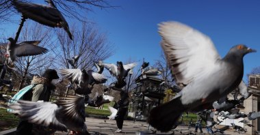 A woman feeds pigeons at the Boston Common in Boston, Massachusetts, U.S., Dec. 8, 2022. (Reuters Photo)