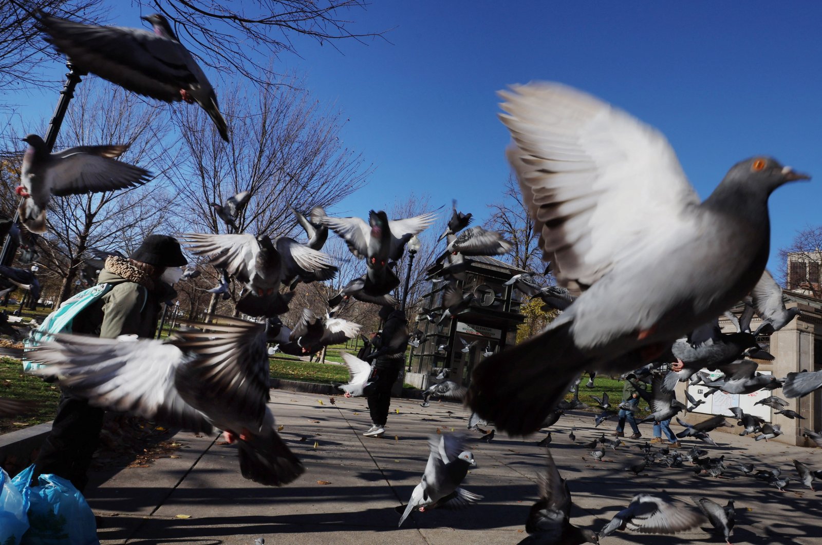 A woman feeds pigeons at the Boston Common in Boston, Massachusetts, U.S., Dec. 8, 2022. (Reuters Photo)