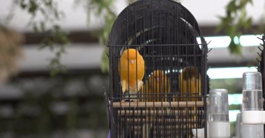 A canary during the canary beauty contest, in Antalya, Türkiye, Jan. 8, 2023. (AA Photo)