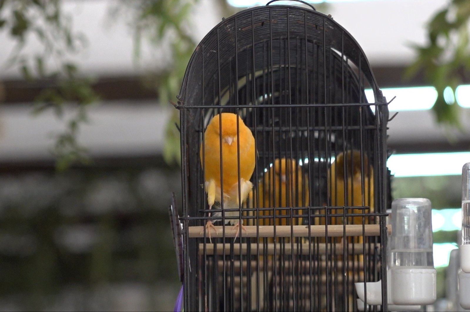 A canary during the canary beauty contest, in Antalya, Türkiye, Jan. 8, 2023. (AA Photo)