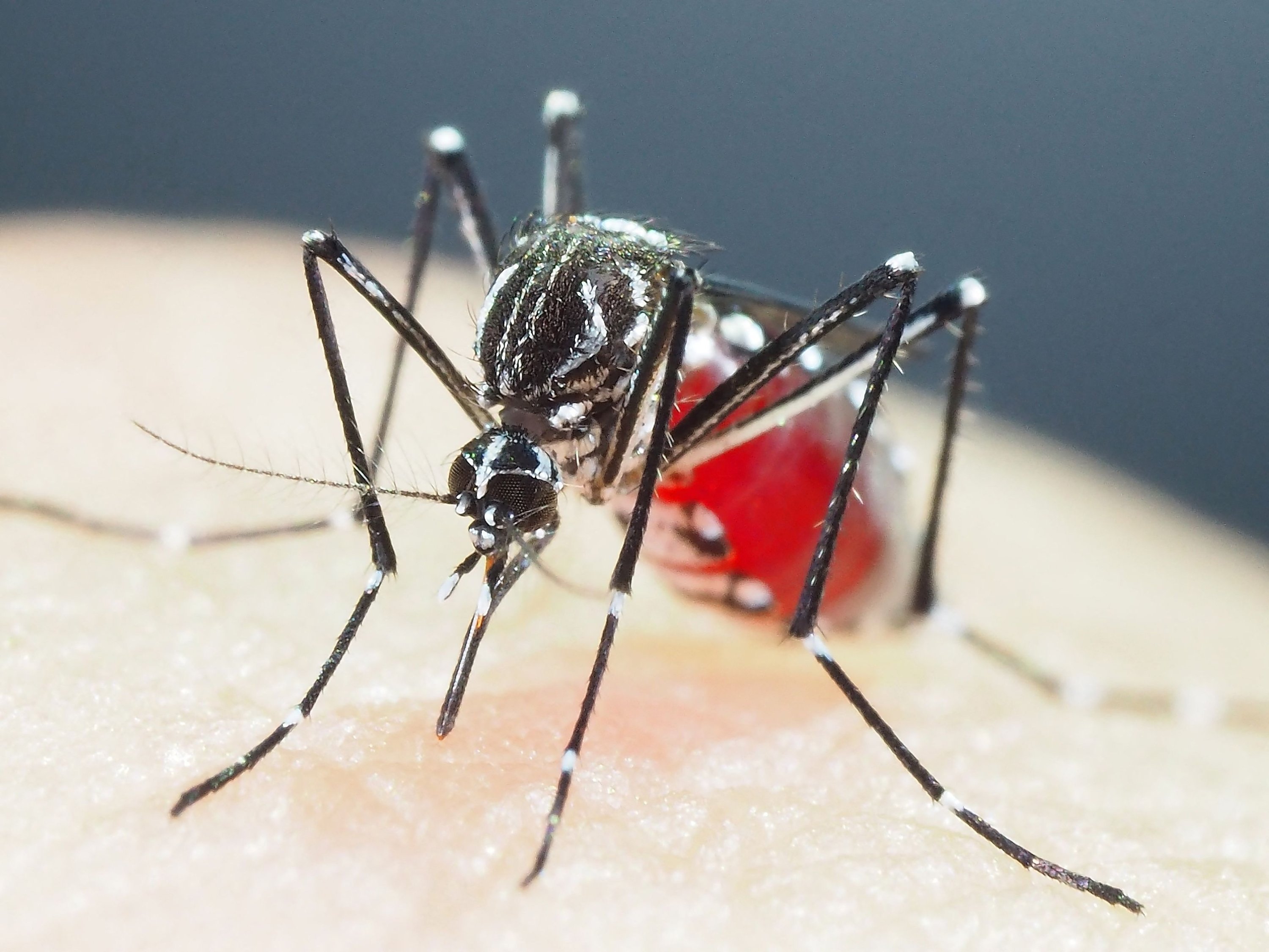 Research warns agains insecticide-resistant super mosquitoes in Asia |  Daily Sabah