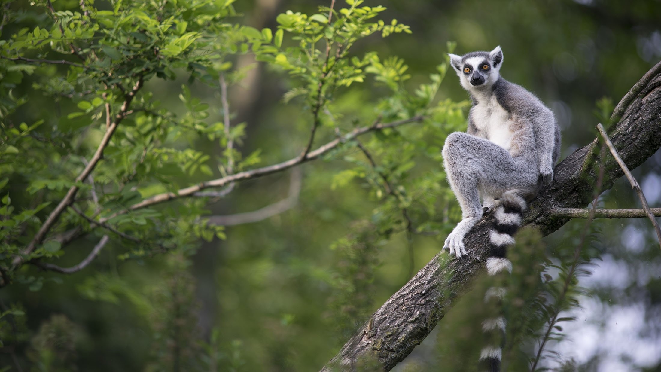Extinctions 'may threaten Madagascar's biodiversity for 23 million years