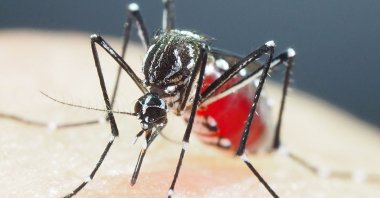 An Aedes aegypti mosquito at a laboratory, in Tokyo, Japan, July 14, 2018. (AFP Photo)