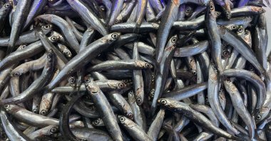 Hamsi (anchovy) fish are seen at an undisclosed location. (AA Photo)