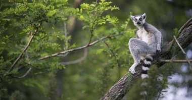 A lemur of Madagascar which could go extinct as a species. (Shutterstock Photo)