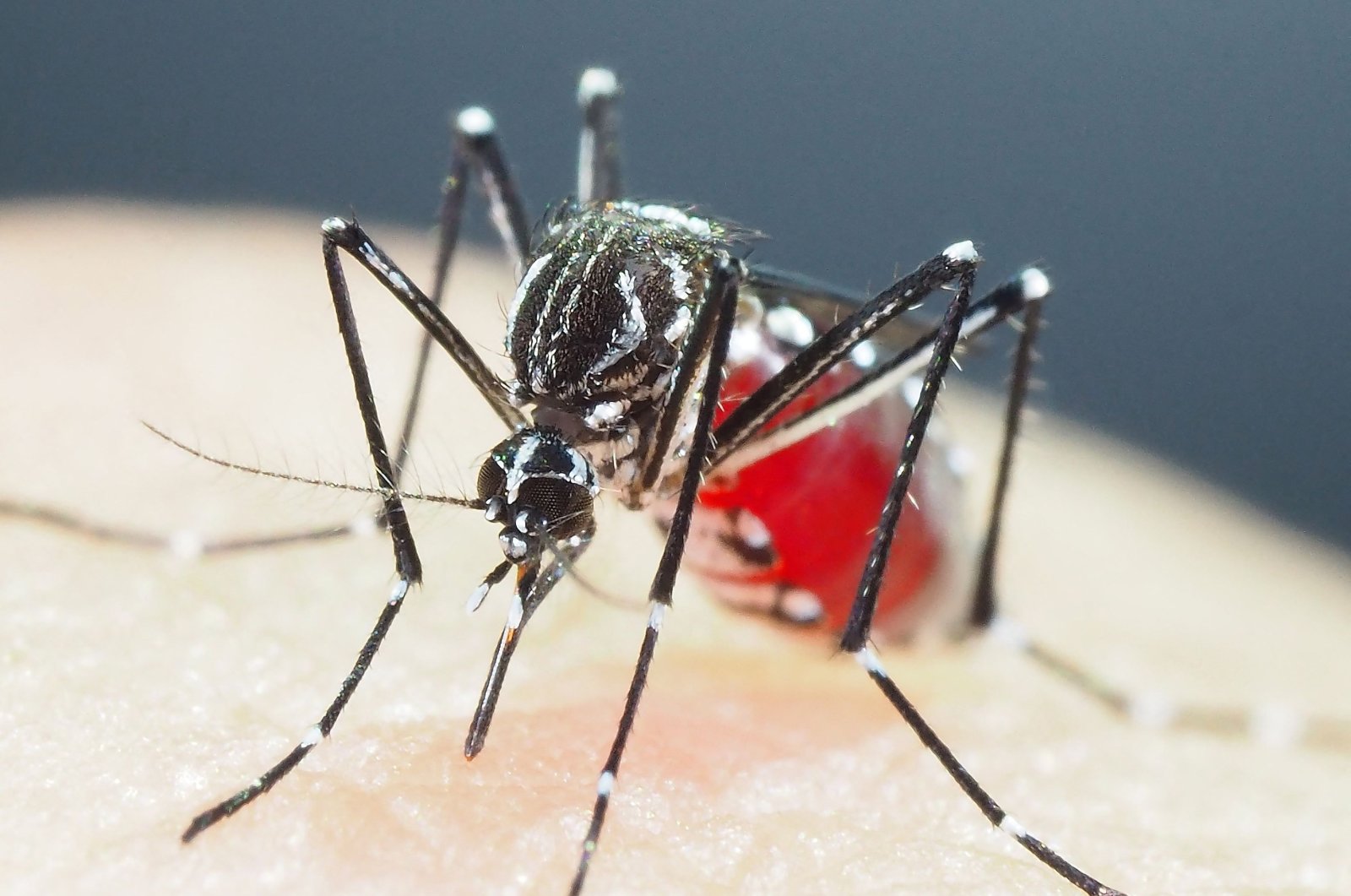 Penelitian memperingatkan terhadap nyamuk super kebal insektisida di Asia