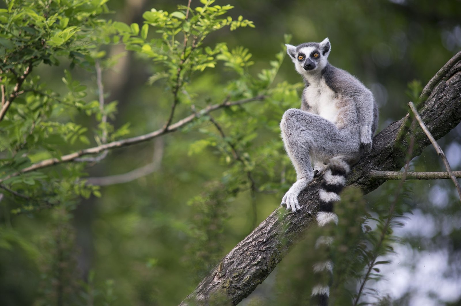A lemur of Madagascar which could go extinct as a species. (Shutterstock Photo)