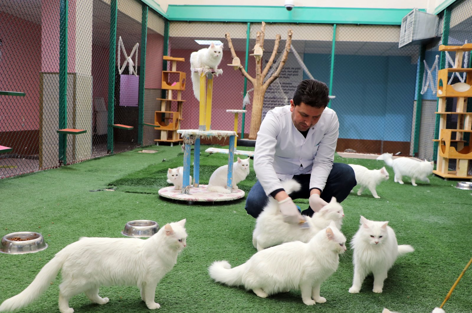 Pusat Turki memulai program pemuliaan untuk kucing Van yang dilindungi